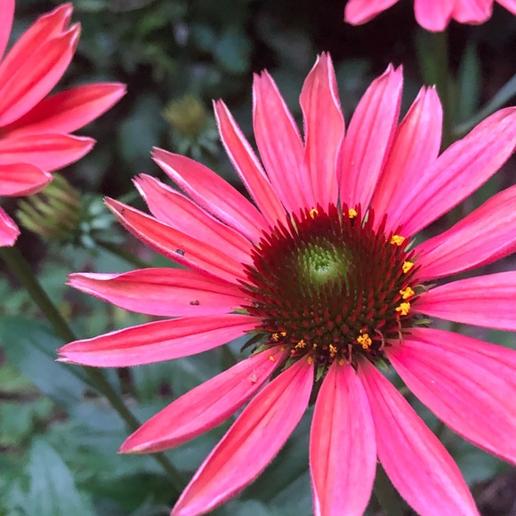 Meet your Posher, Mj - Picture 1 of 1